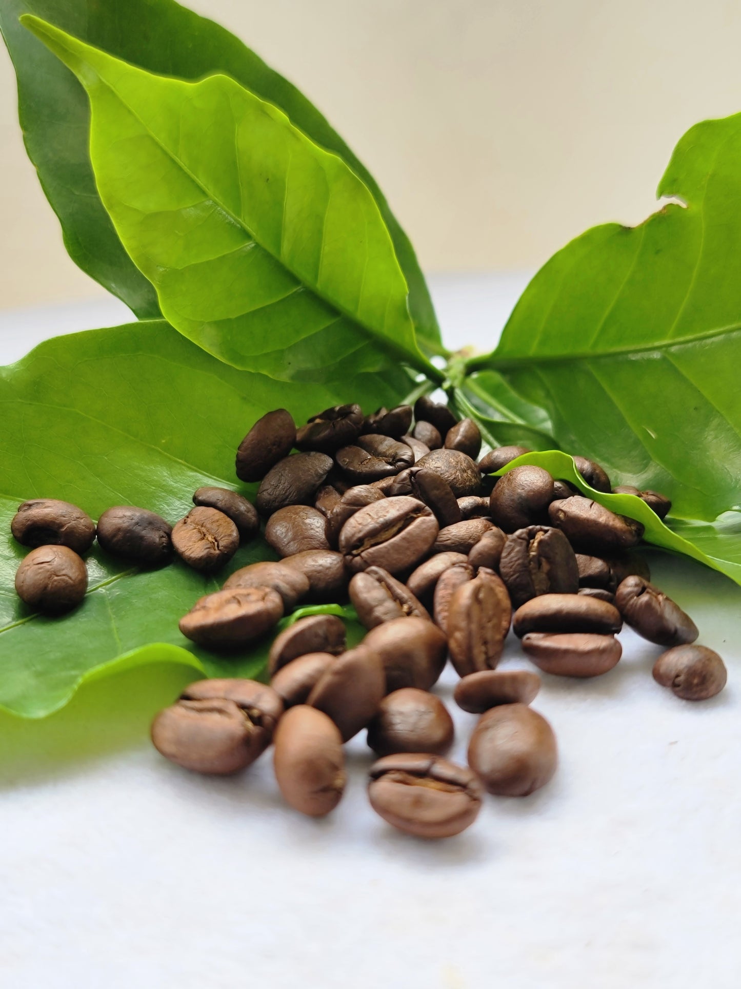 Café en Grano 8onz