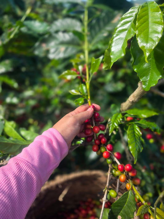 Finca Xiojana
