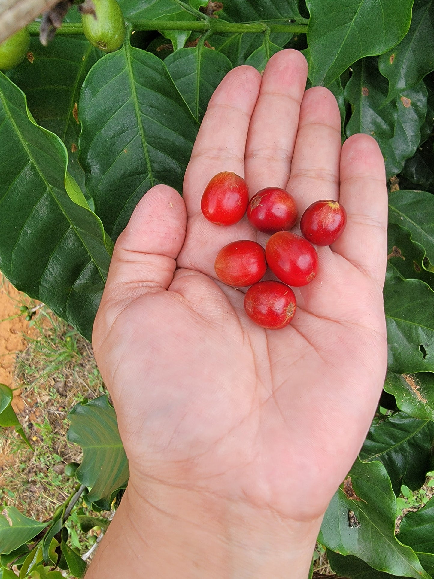 Café Molido 8oz